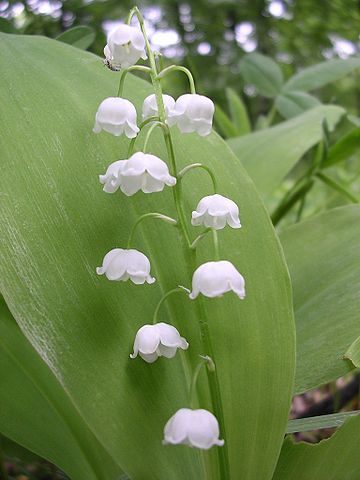 Convallaria majalis